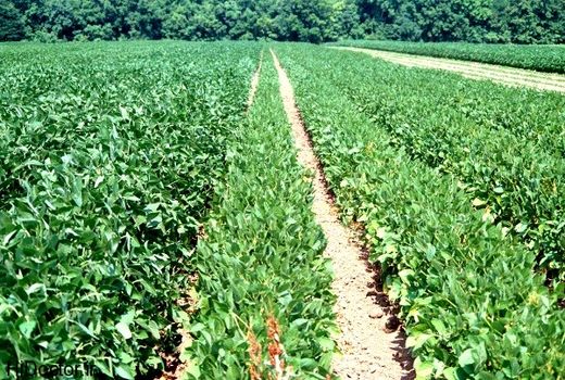 پایان برداشت محصول سویا در شهرستان دزفول