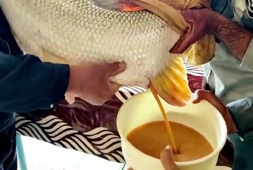 تکثیر ماهیان‌ بومی در مرکز تکثیر سوسنگرد