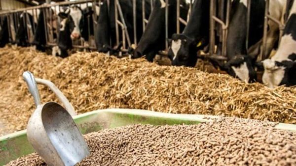 ۶ میلیون تن نهاده دامی از ابتدای امسال در بازارگاه عرضه شد/تامین ۵۰ درصد خوراک دام کشور از محل واردات