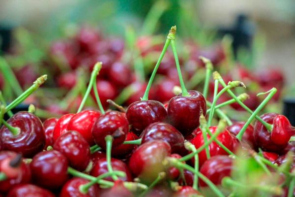 ۳۰ درصد از محصولات باغی چهارمحال و بختیاری به ضایعات تبدیل میشود