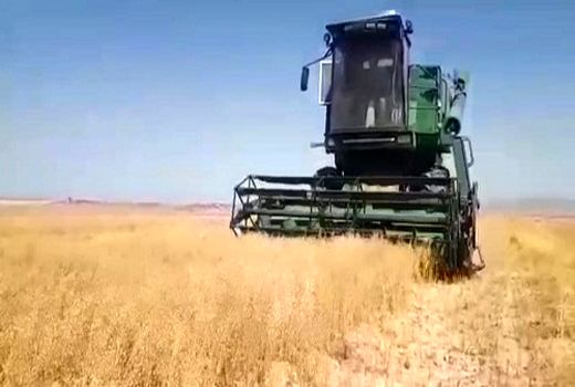 تولید 15 تن کاملینا در فیروزآباد