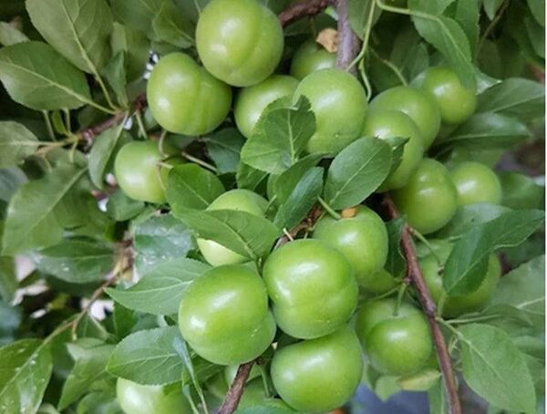 آغاز برداشت نوبرانه گوجه سبز در شهرستان سرپلذهاب