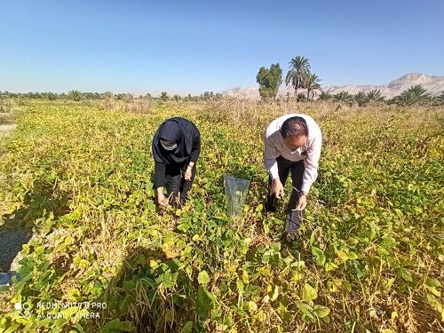 جهش تولید لوبیا در قیروکارزین محقق شد 
