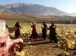 برداشت محصول کدو آجیلی در سطح 15 هکتار از اراضی کشاورزی شهرستان لردگان