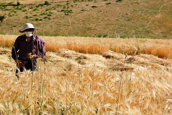 برداشت بیش از ۱۳۸ هزار تن محصول زراعی در سمیرم