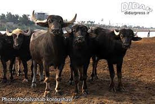 احداث استخرهای شنای گاومیش در خوزستان تا عادی شدن شرایط