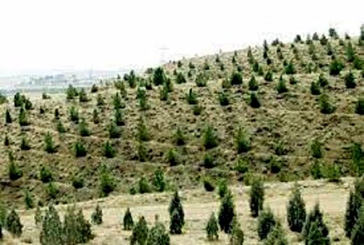 هم‌افزایی برای تحقق یک‌چهارم هدف طرح کاشت یک میلیارد درخت