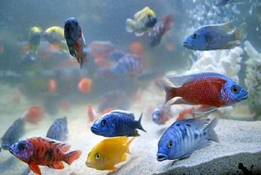 کارگروه احداث شهرک ماهیان زینتی کاشان تشکیل شد