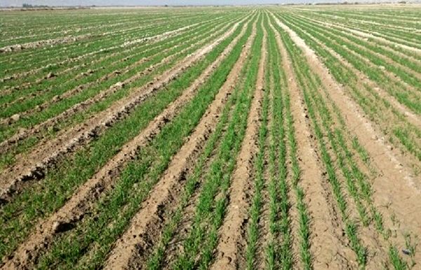 بارشهای اخیر حدود هشت هزار هکتار از کشتزارهای خراسان شمالی را جانی دوباره بخشید