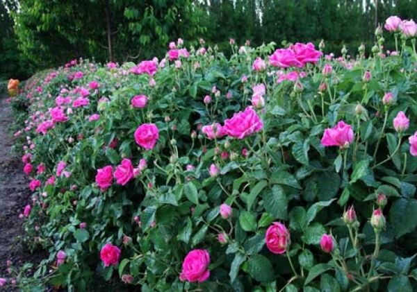 برداشت 350 تنی گل محمدی در خراسان شمالی