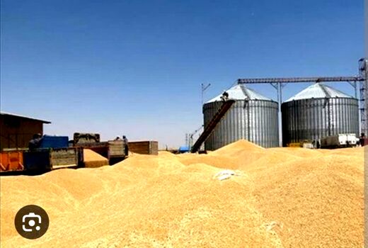 افزایش 28 درصدی خرید تضمینی گندم در استان خوزستان