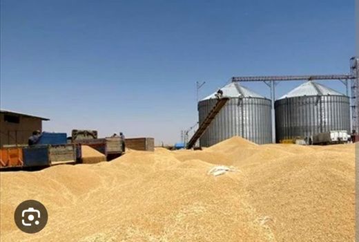افزایش 28 درصدی خرید تضمینی گندم در استان خوزستان