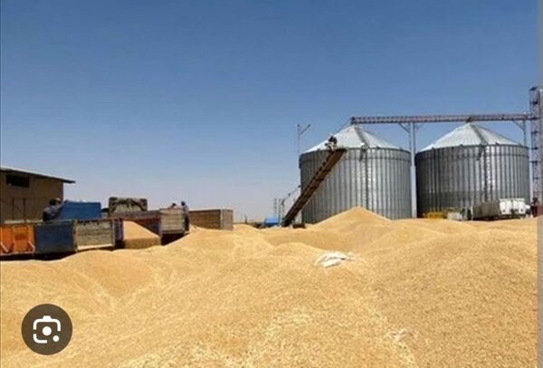 افزایش 28 درصدی خرید تضمینی گندم در استان خوزستان