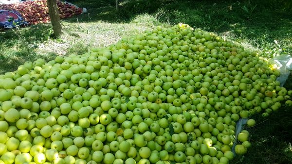 باغداران استان از ایجاد ازدحام در جلوی کارخانه ها و مراکز خرید تضمینی سیب صنعتی خودداری کنند