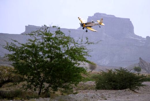 مبارزه با ملخ صحرایی در سطح 293 هزار از اراضی هفت استان جنوبی کشور 