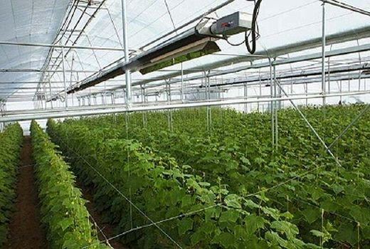 در 3 سال اخیر شاهد وقوع یک انقلاب گلخانه‌ای در سطح استان و کشور بودیم