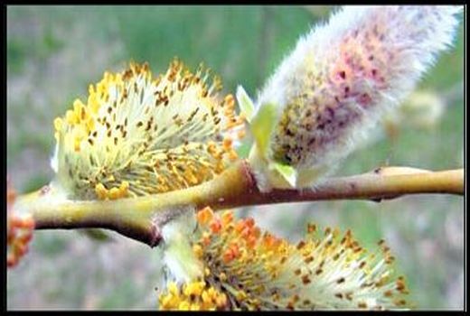 آغاز برداشت گل بیدمشک در مهریز