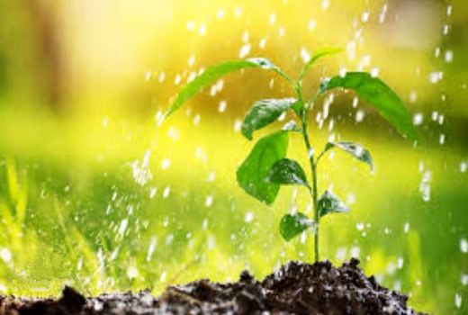 انحلال سازمان حفظ نباتات بریدن شاخه‌ای است که روی آن نشسته‌ایم