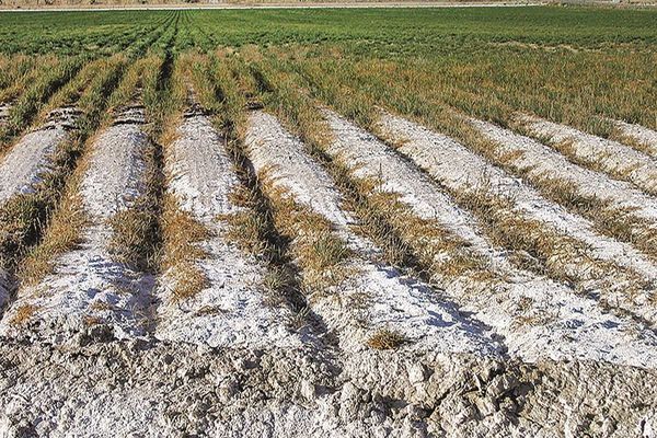 تدوین برنامه اجرایی توسعه گیاهان شورزیست