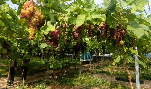 ارقام زودرس و بی‌بذر اولویت اصلی برای توسعه انگور گلخانه‌ای