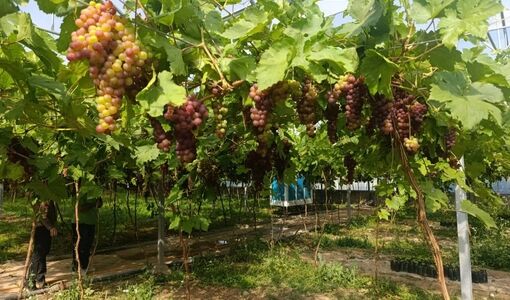 ارقام زودرس و بی‌بذر اولویت اصلی برای توسعه انگور گلخانه‌ای