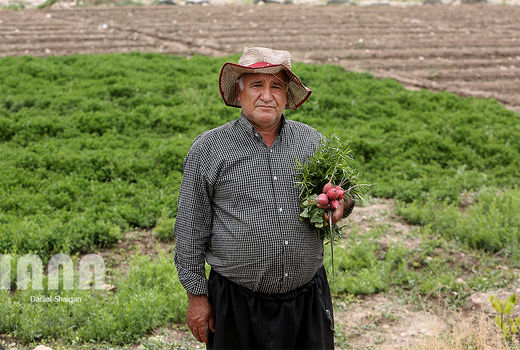 محصولات ارگانیک قربانی روند کشت زمان‌بر
