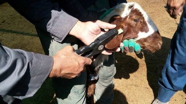 هویتگذاری دام دوباره کلید میخورد/ ایران آماده تأمین دام سبک برای مناسبتهای مذهبی منطقهای
