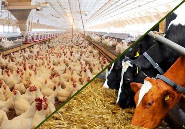 پاسخ به نیازهای صنعت دام و طیور با استفاده از فناوریهای دانشبنیان