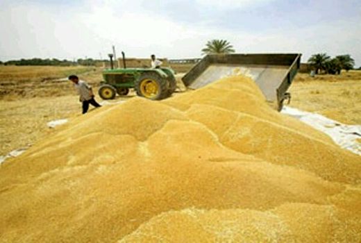 آغاز خرید تضمینی گندم از شهرستان‌های کویری استان اصفهان