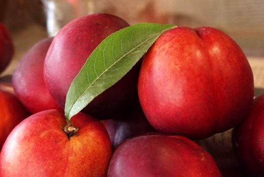 آغاز برداشت شلیل از باغات آذربایجان‌غربی