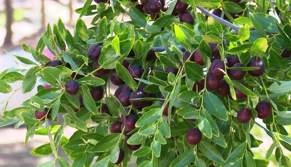 برداشت عناب از باغات خراسان جنوبی
