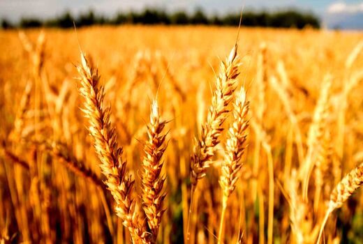 پیش‌بینی تولید 36 هزار تن گندم در خرمشهر