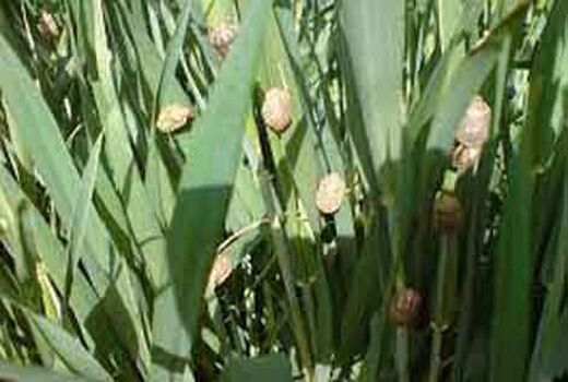 کنترل آفت سن غلات در مزارع استان اصفهان