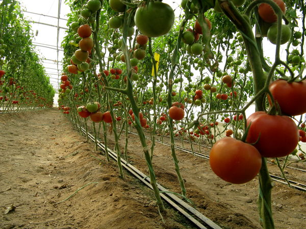 برداشت50هزارتن محصولات گلخانه ای درسیستان وبلوچستان