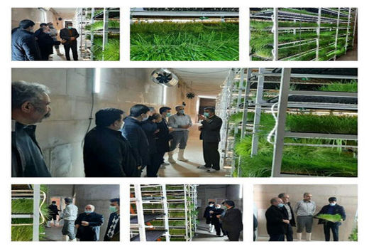 افتتاح یک واحد گلخانه ای تولید علوفه در اهر برای اولین بار در سطح استان 