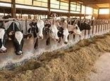 تلقیح مصنوعی بیش از 800 راس دام سنگین با نژاد های برتر