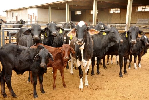 افزایش 4  درصدی آمار تلقیح مصنوعی دام در سالجاری در آذربایجان شرقی