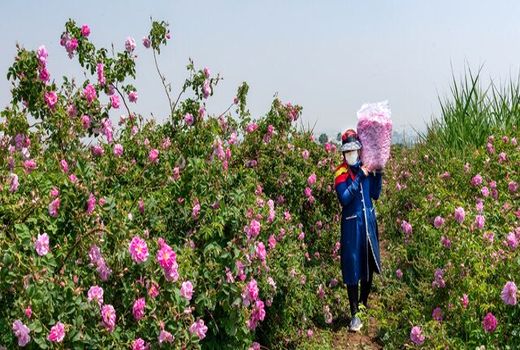 از خام‌فروشی گل‌محمدی در گلپایگان باید جلوگیری شود