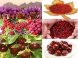 جذب گردشگر به خراسان‌جنوبی با ظرفیت محصولات استراتژیک