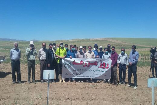 برگزاری روز مزرعه مقایسه عملکرد ارقام جدید گندم دیم در شهرستان آوج 