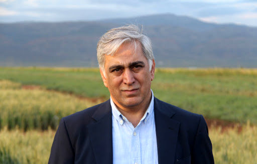 مبارزه با بیماریهای برگی در  ۴۷ هزار هکتار از مزارع گندم استان ایلام