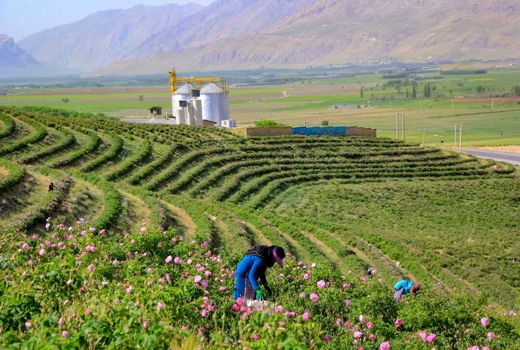 برداشت گل محمدی در  چهارمحال و بختیاری