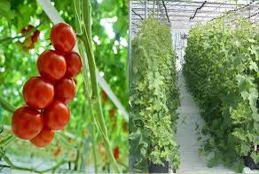 2 طرح کشاورزی شهرستان بردسیر در ایام الله دهه فجر به بهره برداری می رسد