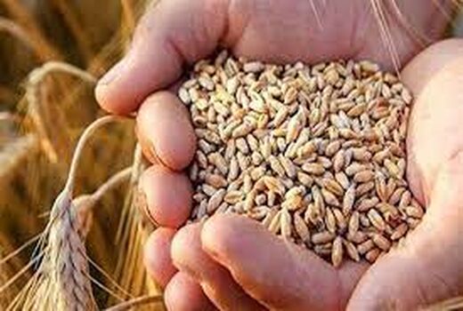 هرساله کیفیت بیش از 2 هزار نمونه گندم در آزمایشگاه  ارزیابی می‌شود
