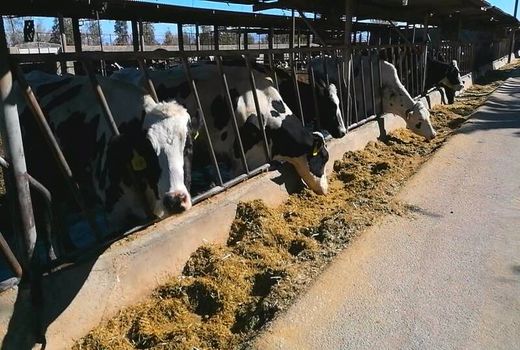 ناپایداری زیستی خطرناک‌تر از ناپایداری غذایی و امنیتی است/ اعلام آمادگی سازمان محیط زیست برای همکاری مشترک برای پایش و اصلاح دامداری‌ها
