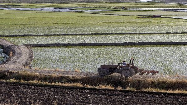 تغییر الگوی کشت نیازمند فرهنگ‌سازی و مشارکت کشاورزان است