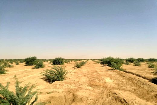 اختصاص 135 میلیارد تومان برای اجرای طرح‌های بیابان‌زدایی در سال 99