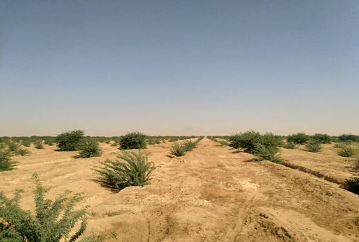اختصاص 135 میلیارد تومان برای اجرای طرح‌های بیابان‌زدایی در سال 99