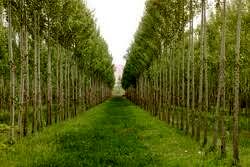 مزارع الگویی و نمایشی زراعت چوب در آذربایجان غربی ایجاد شود