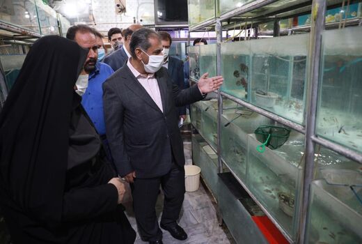 سالانه بالغ بر ۴۰۰۰ تن انواع ماهی در استان قزوین تولید می شود